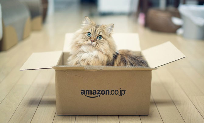 Cats in Amazon